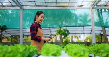 beeldmateriaal van jong Aziatisch meisje boer werken met tablet terwijl controle vers groen eik sla salade, biologisch hydrocultuur groente in kinderkamer boerderij. bedrijf en biologisch hydrocultuur groente concept. video