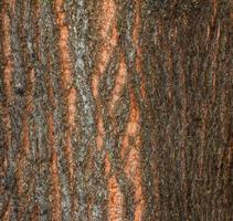 Natural linden bark abstract background. Tilia L. Close-up on greenish true bark, natural texture. Linden tree. photo