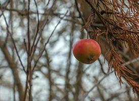 Rotten and overripe apple fruits on a branch in winter. Not harvested in time on the branches of trees in the garden. photo