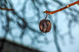 frutos de manzana podridos y demasiado maduros en una rama en invierno. no cosechado a tiempo en las ramas de los árboles en el jardín. foto