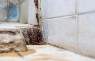 A low, close-up view, a colony of cockroaches lives above a pipe hole near a concrete tiled wall. photo