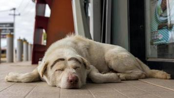 A low angle view of a funny white Thai dog sleeping guarding the entrance on a concrete. photo