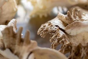 A close-up view of a large antique white conch shell displayed in a glass cabinet. photo