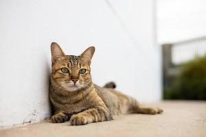 A beautiful black-brown patterned Thai cat lies staring at something on the old cement floor. photo