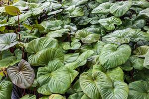 Close-up background, view from above in a cluster of fresh green leaves of Homalomena rubescens. photo