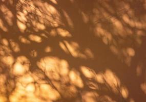 Close-up view background silhouette of tree branches from sunlight falling on the brown concrete wall. photo