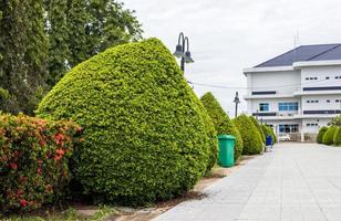 A view of beautiful large green canopy trees decorated in one of the recreational parks. photo