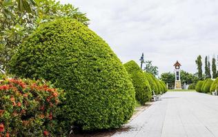 una vista de hermosos árboles grandes y verdes que adornan uno de los parques recreativos. foto