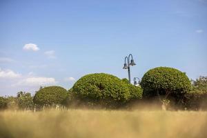 Looking through the grass blurs the foreground to round bushes. photo