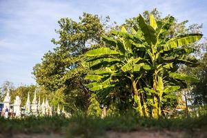 A low angle view through a blurred grass foreground to a banana and tree plantation. photo