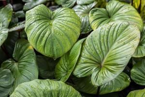 Close-up background, view from above in a cluster of fresh green leaves of Homalomena rubescens. photo