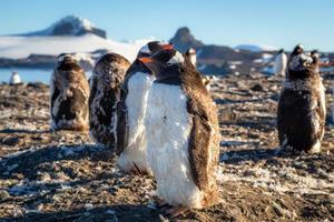 pollito gordo de pingüinos gentoo disfrutando del sol con su rebaño en la isla barrientos, antártica foto