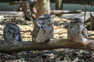 Three australian frogmouth owls sitting on the branch, Sydney Australia photo