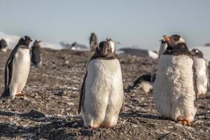 pollito gordo de pingüinos gentoo disfrutando del sol con su rebaño en la isla barrientos, antártica foto