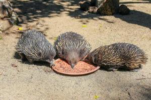 Three echidnas eating from one plate, Sydney, Australia photo