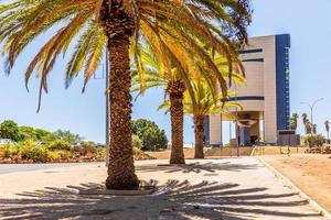 Rows of palm trees and modern building on the central street of Windhoek, Namibia photo