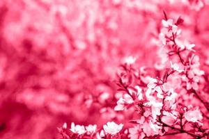 Pink sakura blossoms. spring. Romantic Background with a spacefor text. viva magenta color of the year 2023. photo