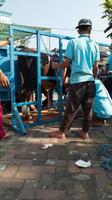 gresik, indonesia, 2022 - review of people who are slaughtering sacrificial animals during Eid al-Adha photo