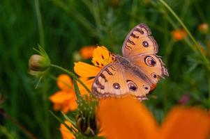 a butterfly perched on a flower. a butterfly that feeds on flower nectar. flowers blooming in the garden photo