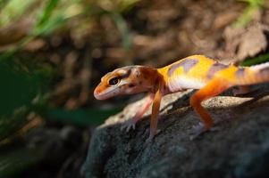 leopard gecko playing in the garden. orange leopard gecko. domesticated reptile. photo