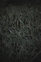 Close up thick green grass in dark forest concept photo