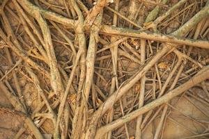 The background of intertwined tree roots on the wall photo