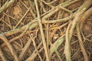 The background of intertwined tree roots on the wall photo