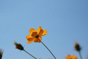 Yellow cosmos flowers in a flower garden photo