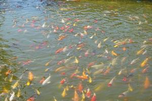 coloridos peces koi en el estanque del parque foto