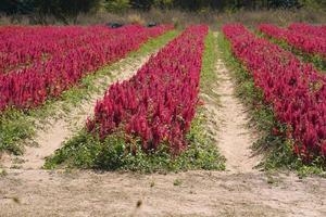 The background of the flower plantation for tourists to visit and take pictures. photo