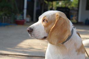 dog waited for the owner in front of the house. photo