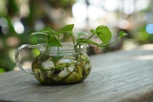 a pot of plants placed on a wooden table photo