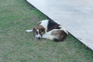 dog sleeping on green grass photo