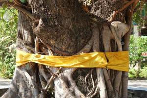 yellow cloth around the big tree photo