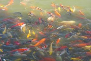 Colorful koi fish in the park pond photo