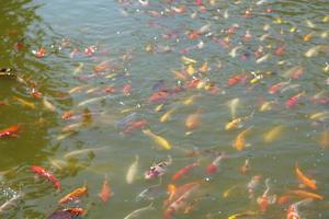 Colorful koi fish in the park pond photo