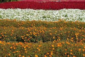 background of the flower plantation for tourists to visit and take pictures. photo