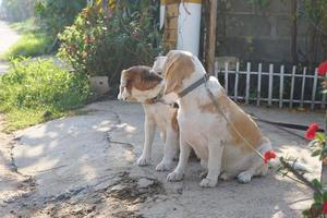 dog waited for the owner in front of the house. photo