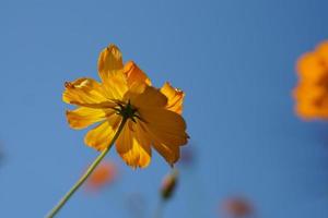 Yellow cosmos flowers in a flower garden photo
