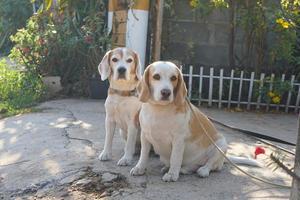 dog waited for the owner in front of the house. photo