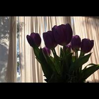 Tulips in Front of Window photo