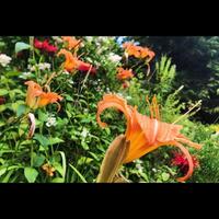 Orange Lily Garden photo