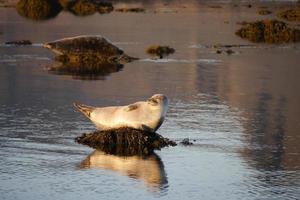 Seal Sunbathing in Iceland photo