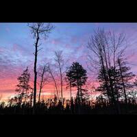 Sunset Through Trees photo