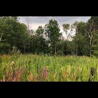 Wild Flower Pasture photo