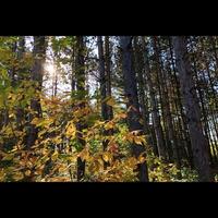 Sun Peaking Through Trees photo