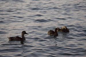 patos nadando en el agua foto