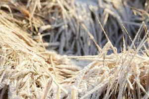 Frost on Grass photo