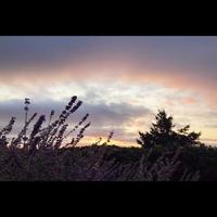 Sunset With Purple Flowers photo