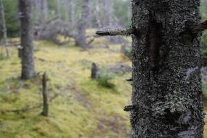 Moss on Trees photo